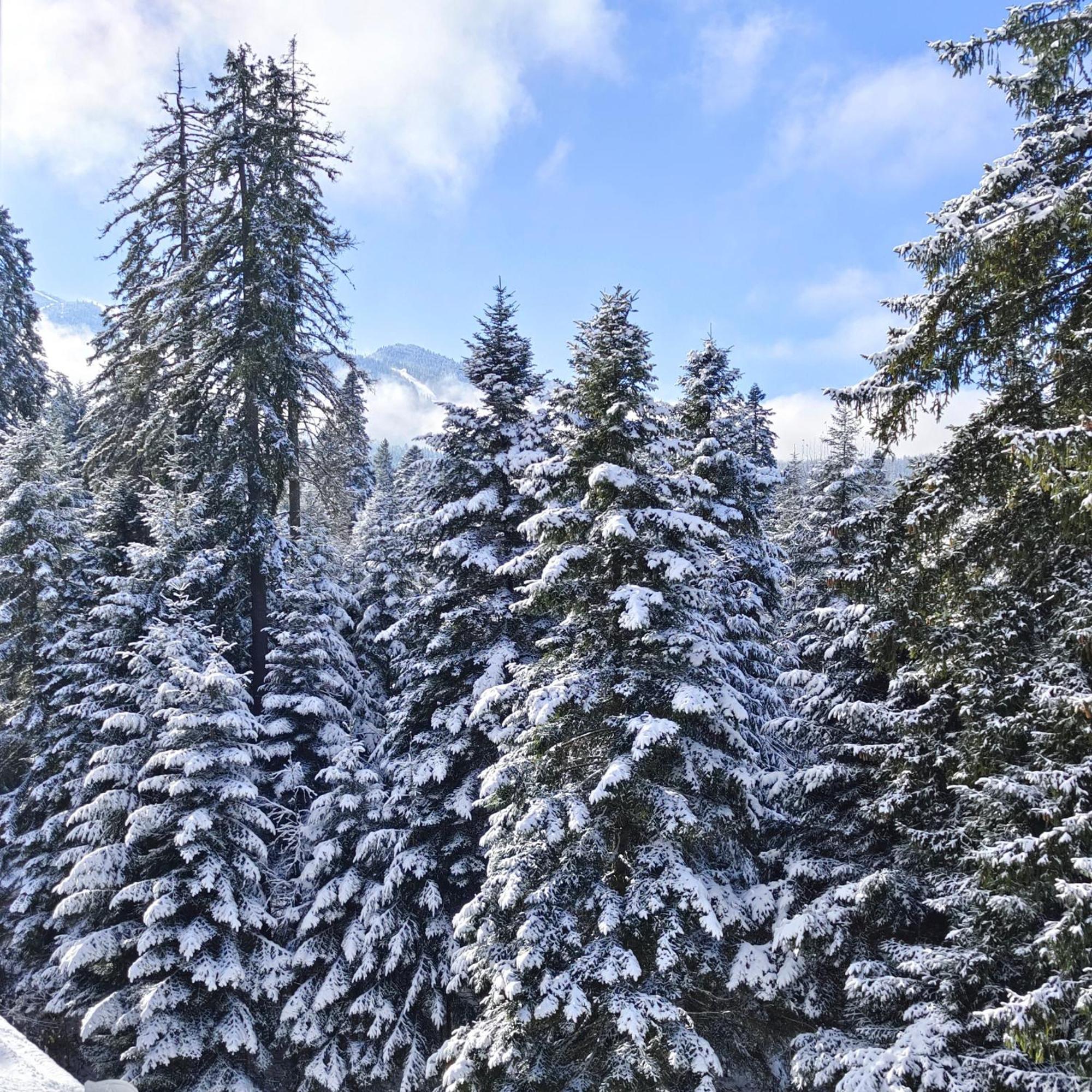 Borovets Dream Studio Екстериор снимка